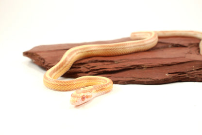 Striped Butter Corn Snake