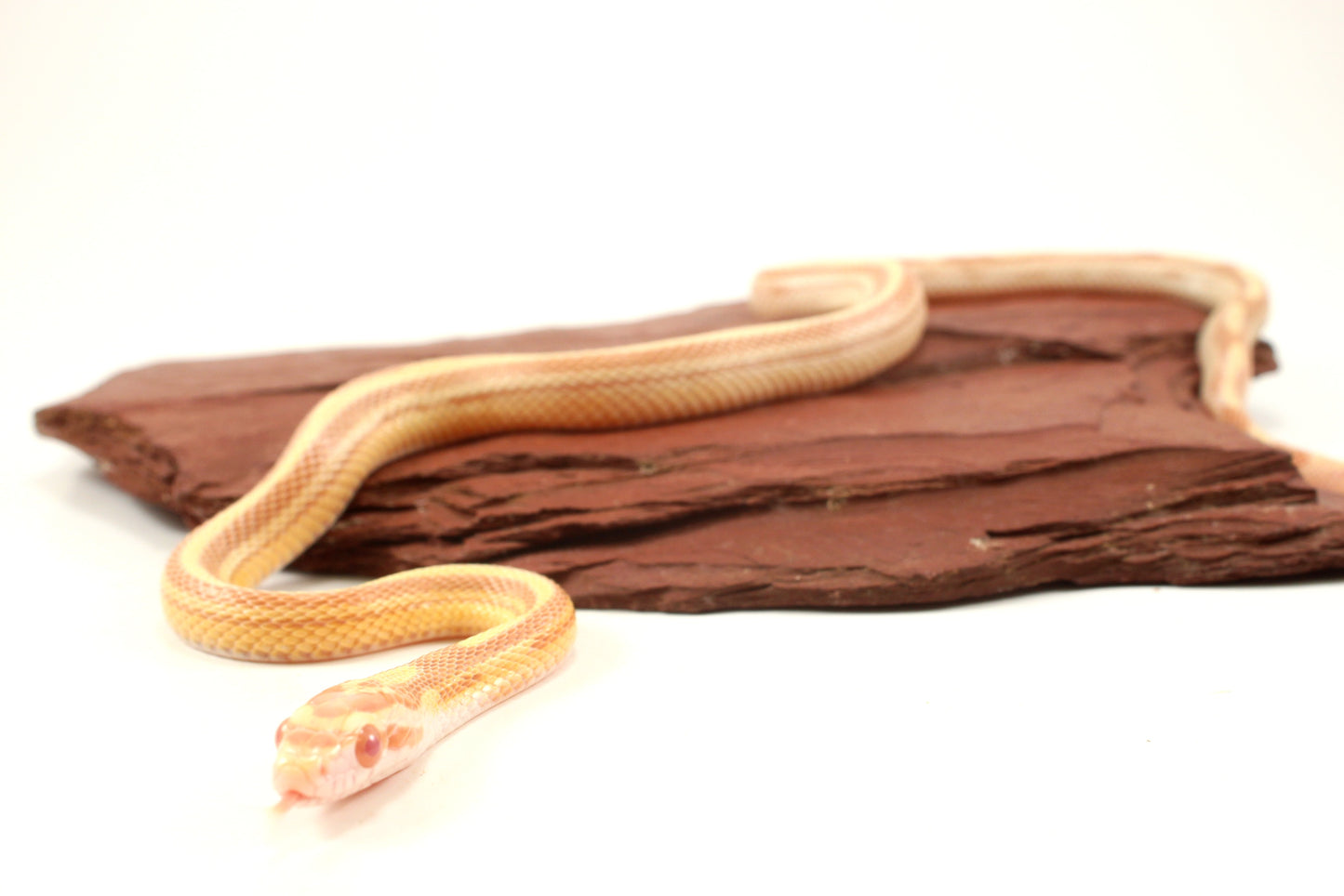 Striped Butter Corn Snake
