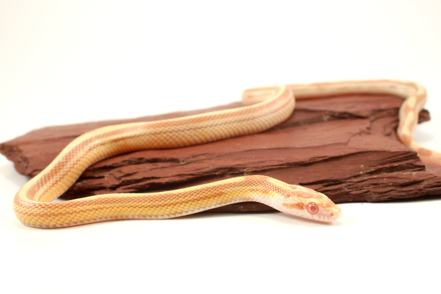 Striped Butter Corn Snake