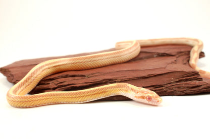 Striped Butter Corn Snake