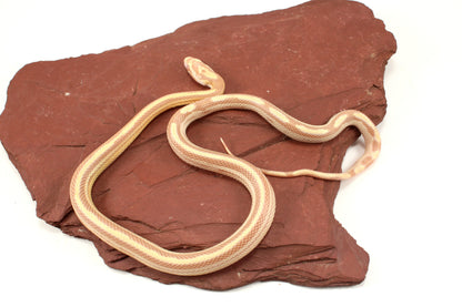 Striped Butter Corn Snake