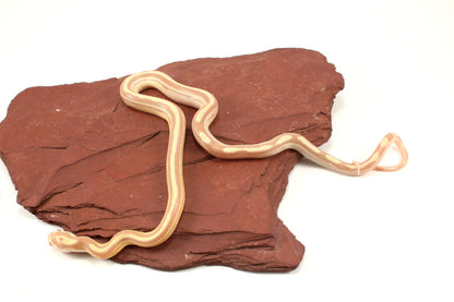 Striped Butter Corn Snake
