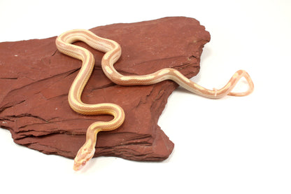 Striped Butter Corn Snake