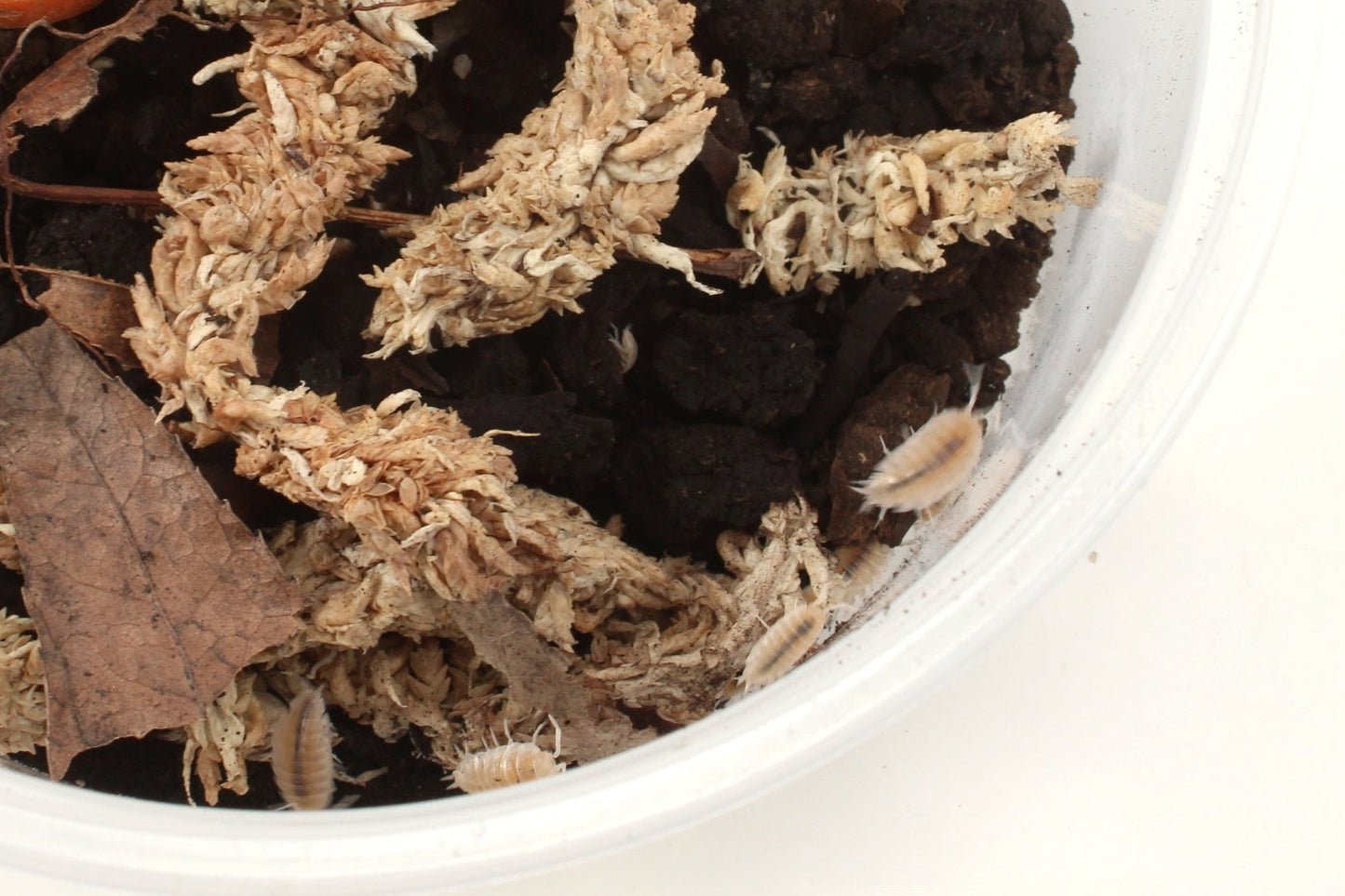 Isopods (Powder Whites)