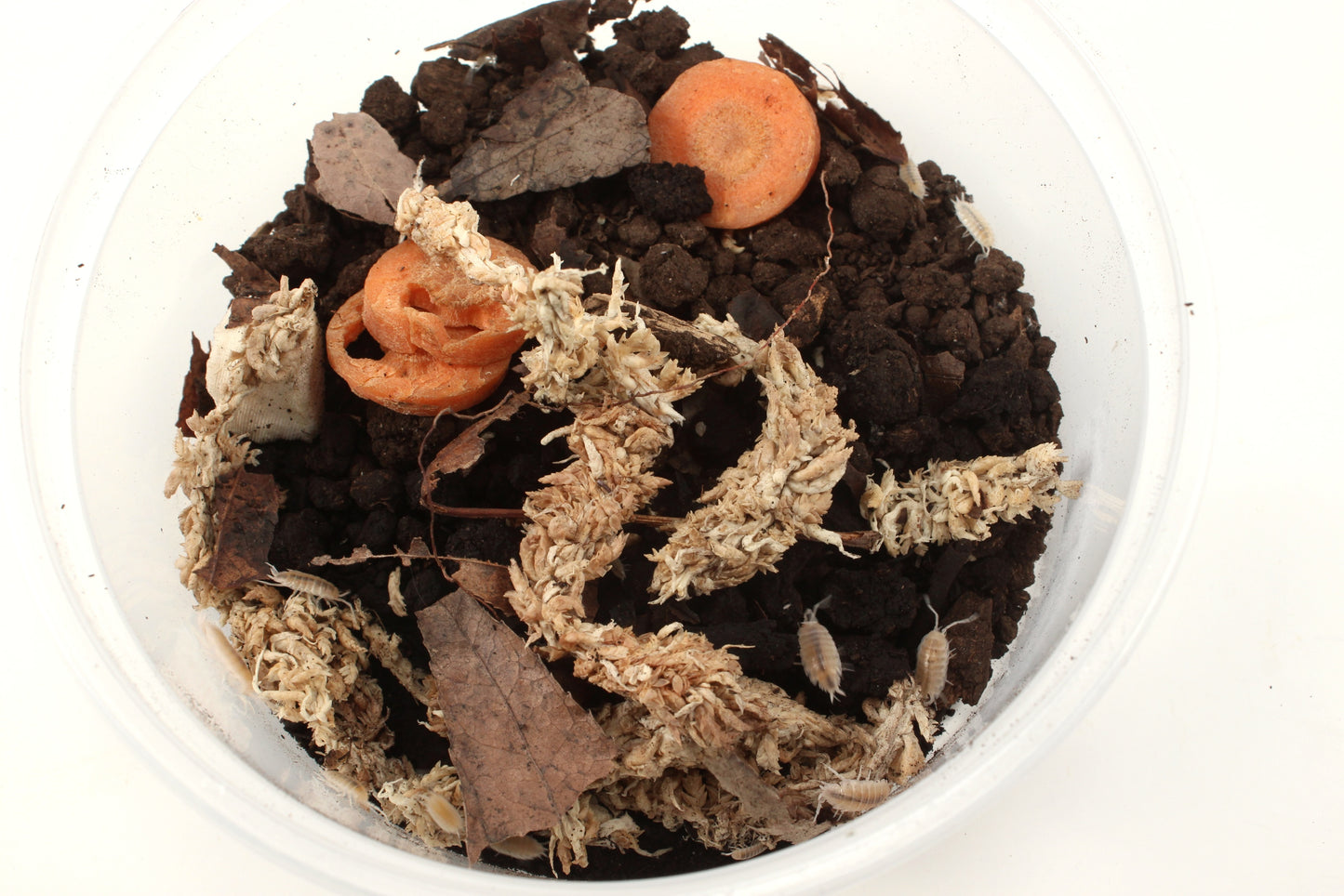 Isopods (Powder Whites)