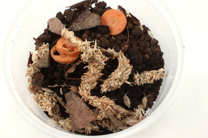 Isopods (Powder Whites)
