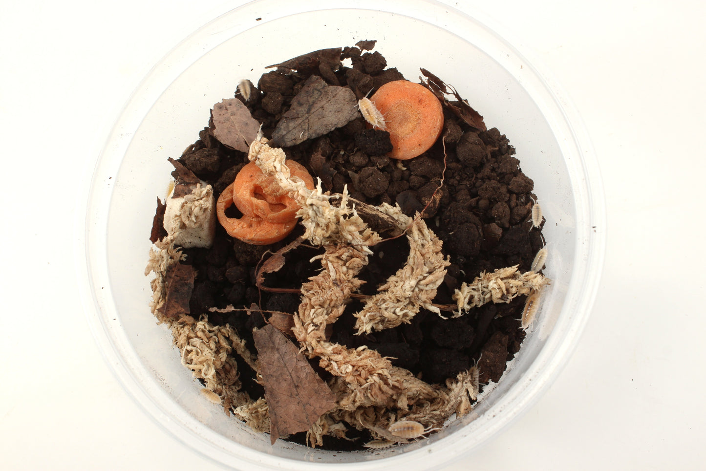 Isopods (Powder Whites)