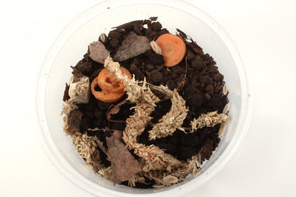Isopods (Powder Whites)
