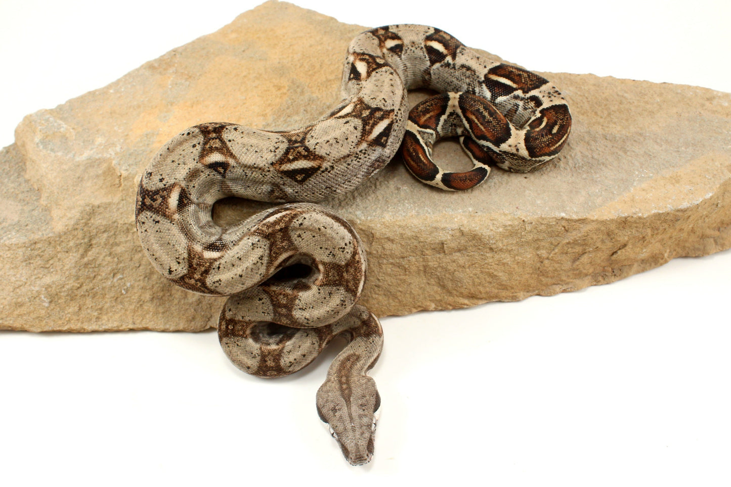 Classic h. VPI Colombian Boa