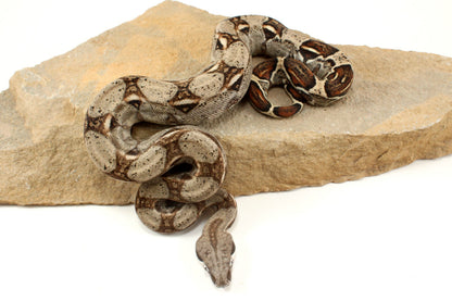 Classic h. VPI Colombian Boa