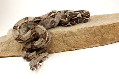 Classic h. VPI Colombian Boa