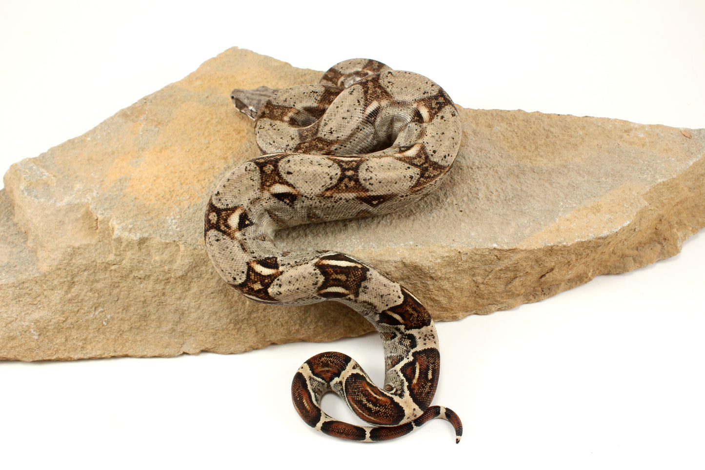 Classic h. VPI Colombian Boa
