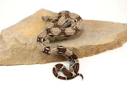 Classic h. VPI Colombian Boa