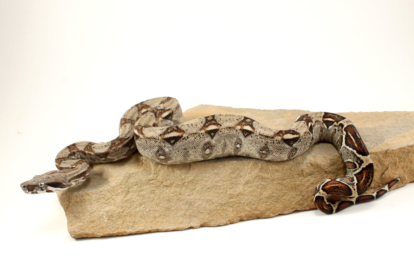 Classic h. VPI Colombian Boa
