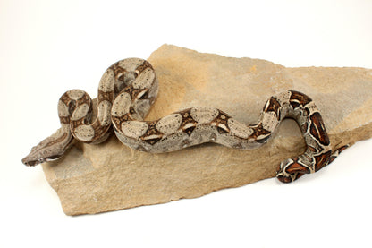 Classic h. VPI Colombian Boa