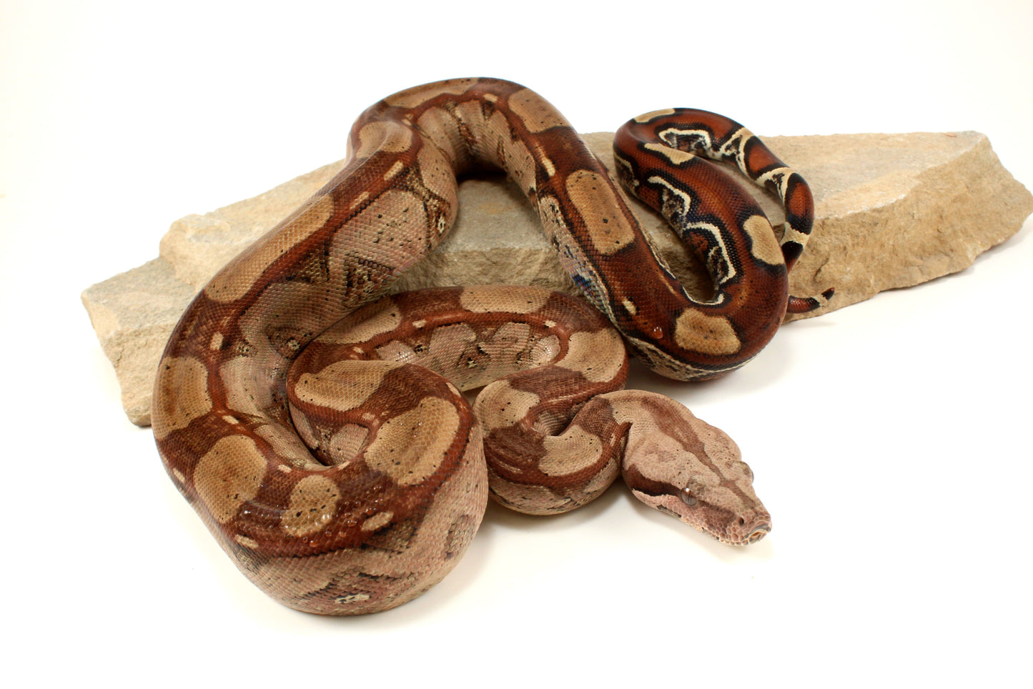 Roswell Ladder Tail h. Kahl Colombian Boa