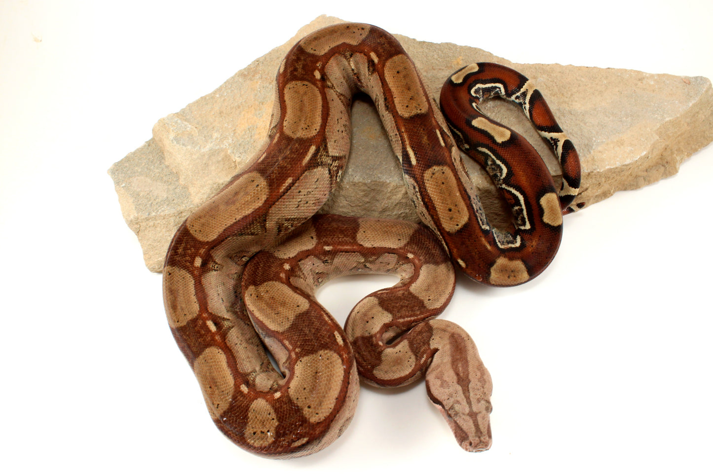 Roswell Ladder Tail h. Kahl Colombian Boa