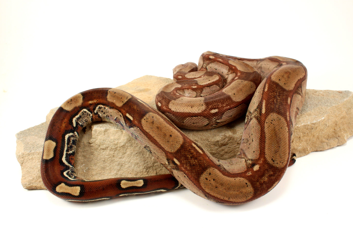 Roswell Ladder Tail h. Kahl Colombian Boa