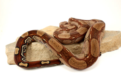 Roswell Ladder Tail h. Kahl Colombian Boa