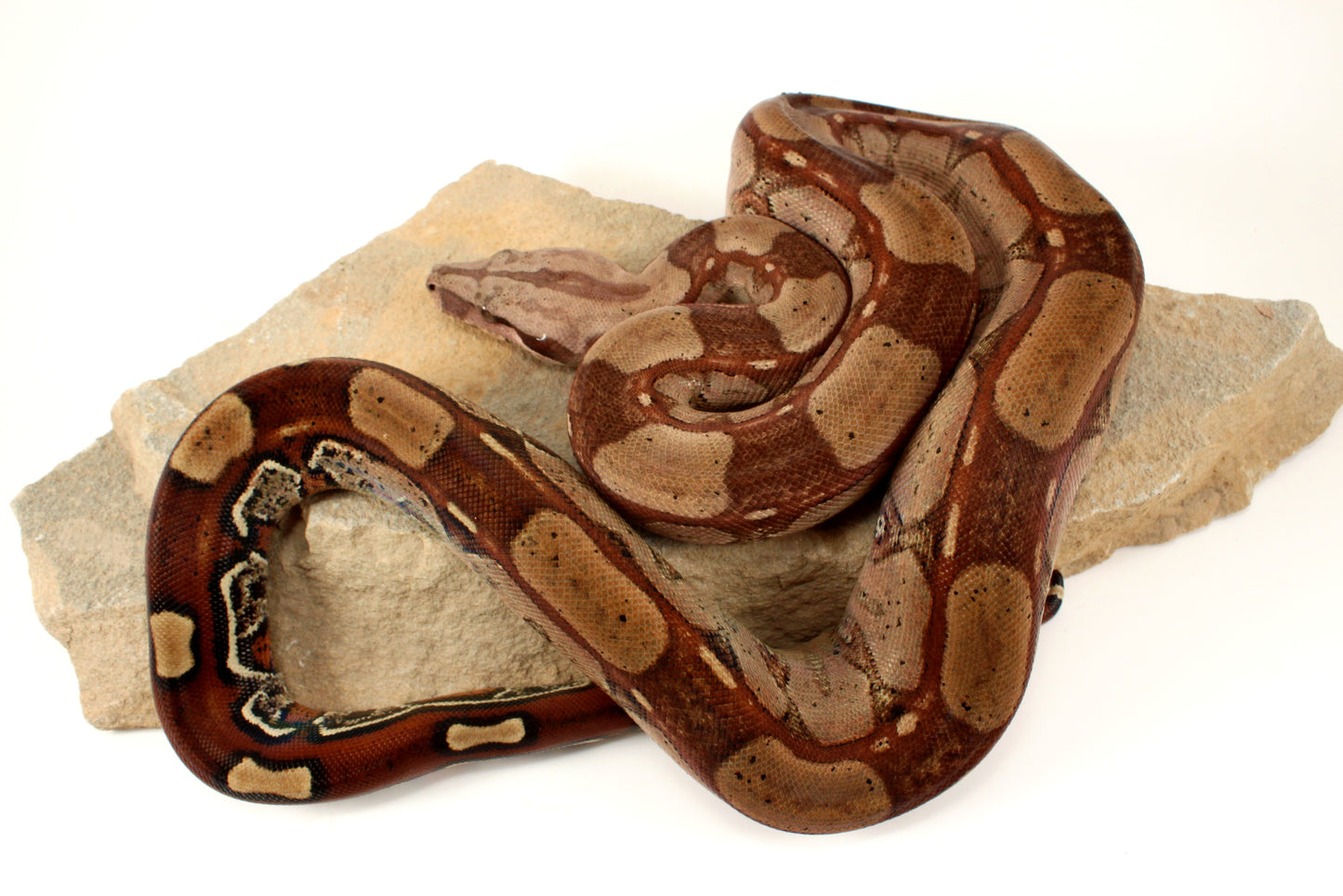 Roswell Ladder Tail h. Kahl Colombian Boa