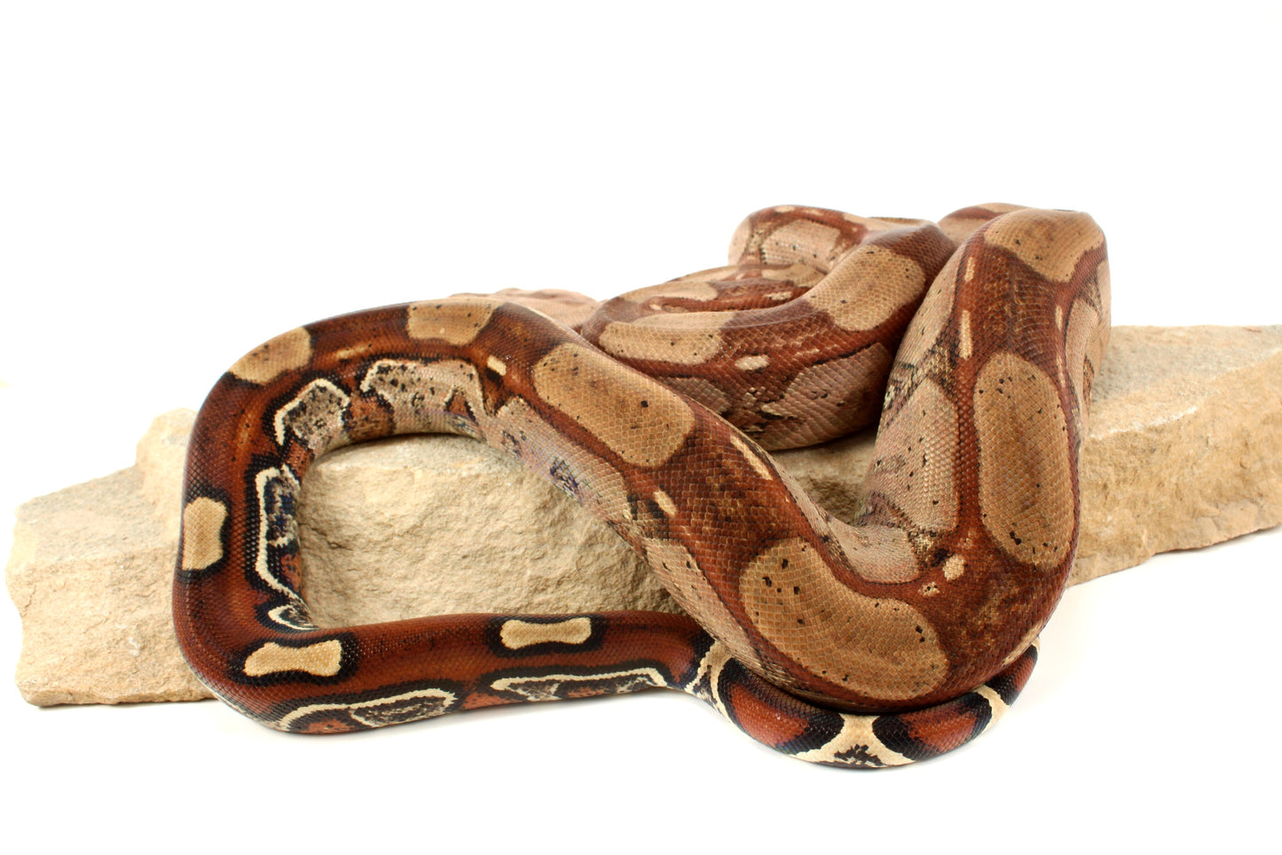 Roswell Ladder Tail h. Kahl Colombian Boa