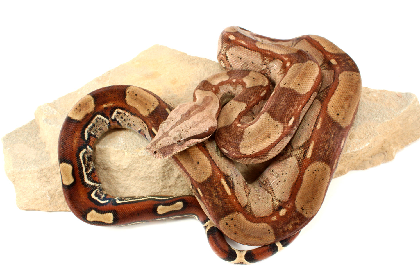 Roswell Ladder Tail h. Kahl Colombian Boa