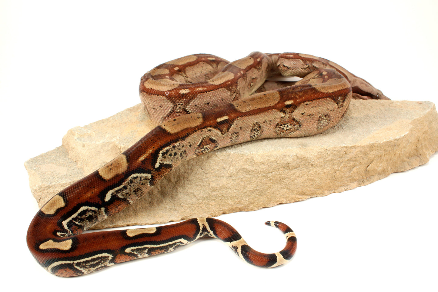 Roswell Ladder Tail h. Kahl Colombian Boa