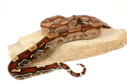 Roswell Ladder Tail h. Kahl Colombian Boa