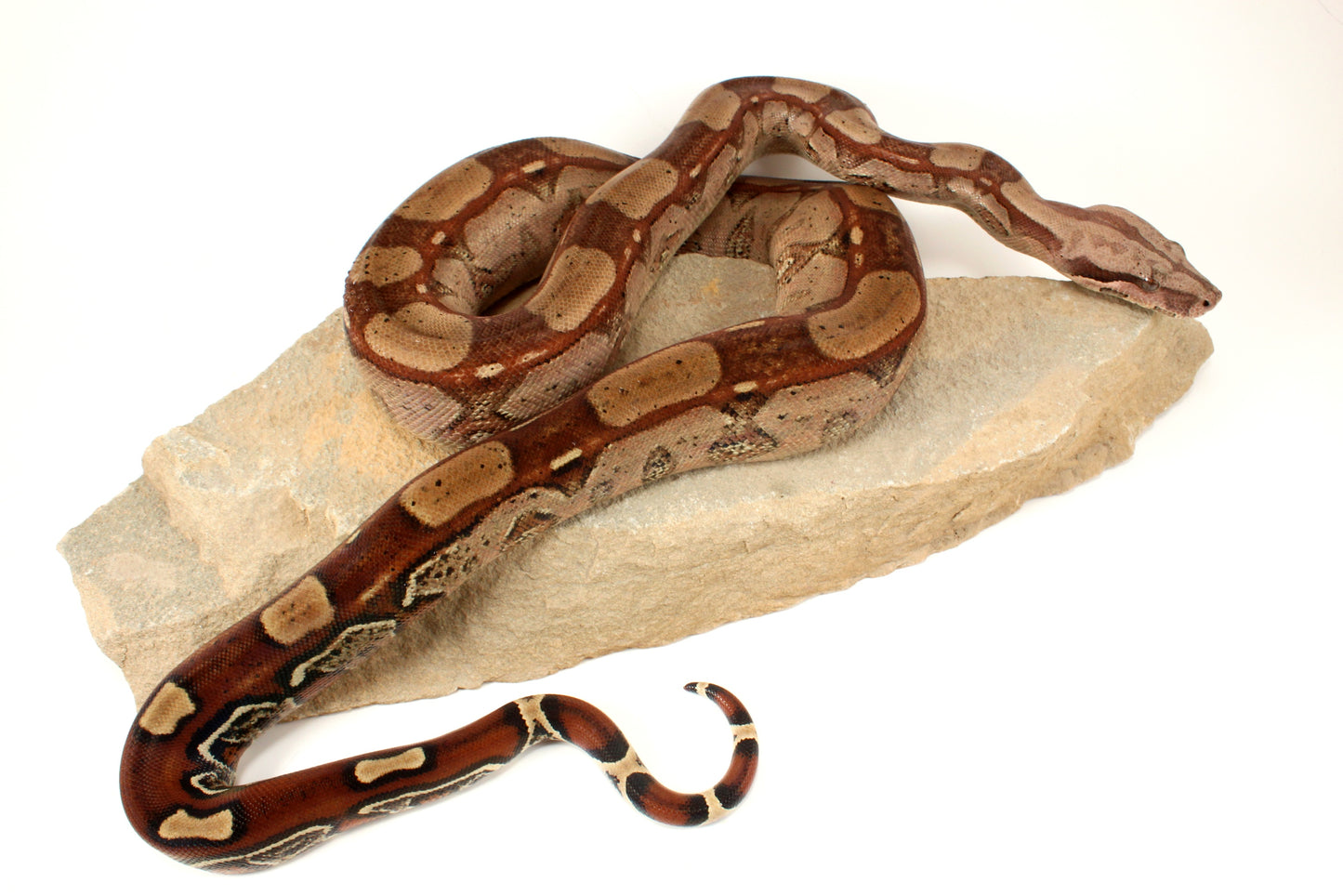 Roswell Ladder Tail h. Kahl Colombian Boa