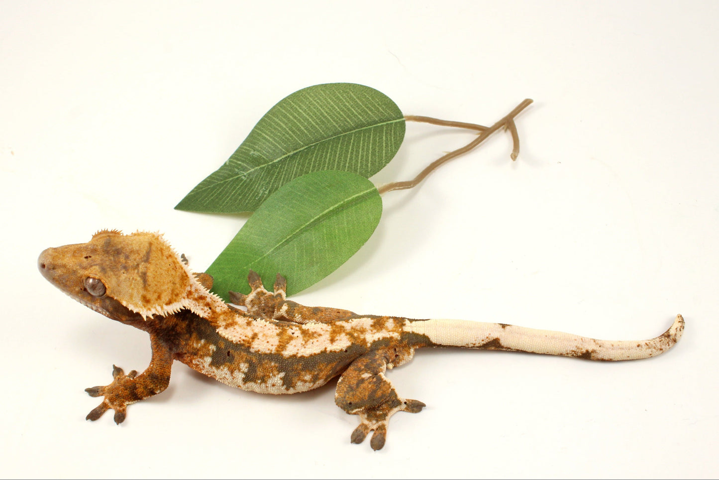 Extreme Tricolor Harlequin Crested Gecko