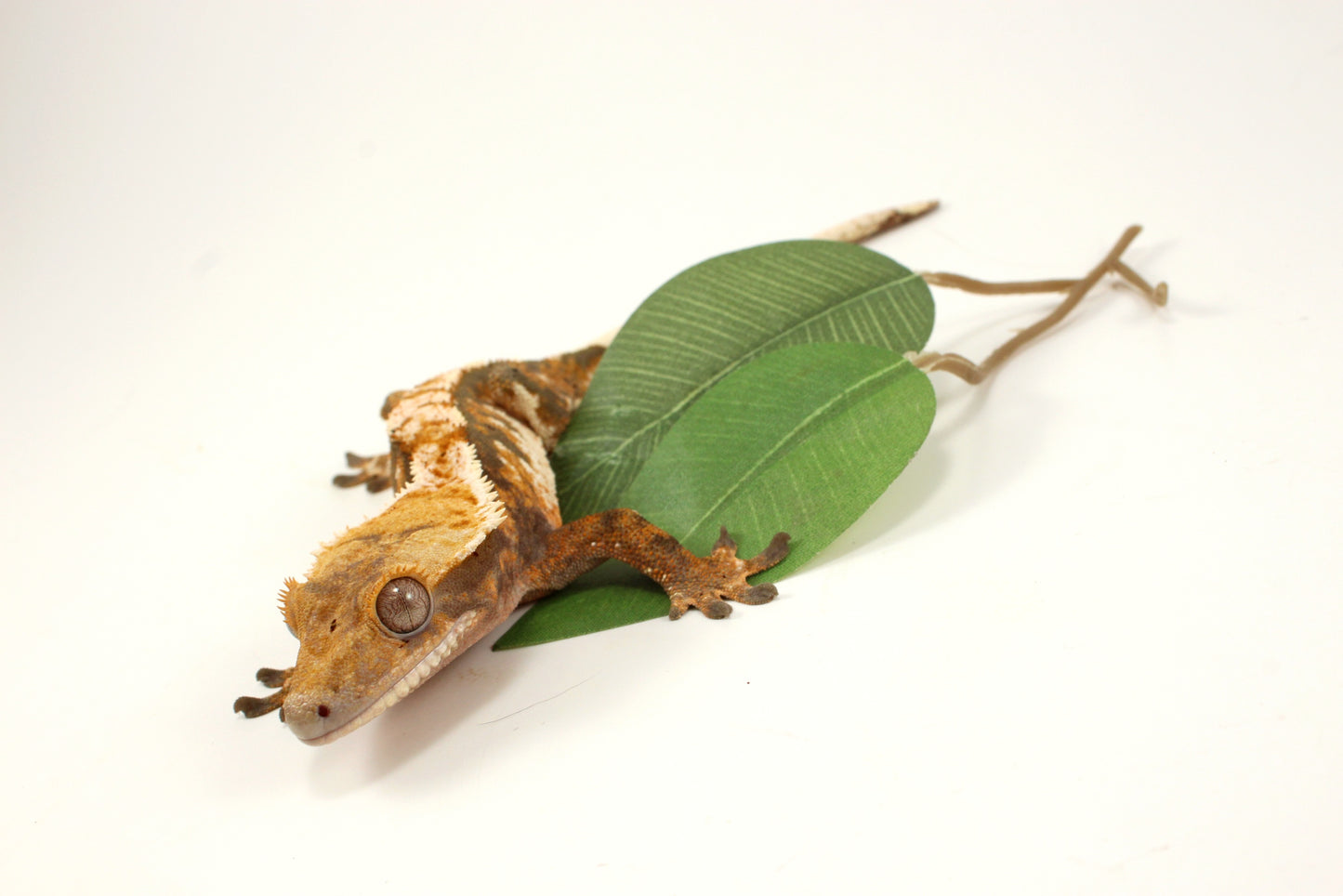 Extreme Tricolor Harlequin Crested Gecko