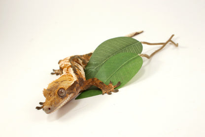 Extreme Tricolor Harlequin Crested Gecko