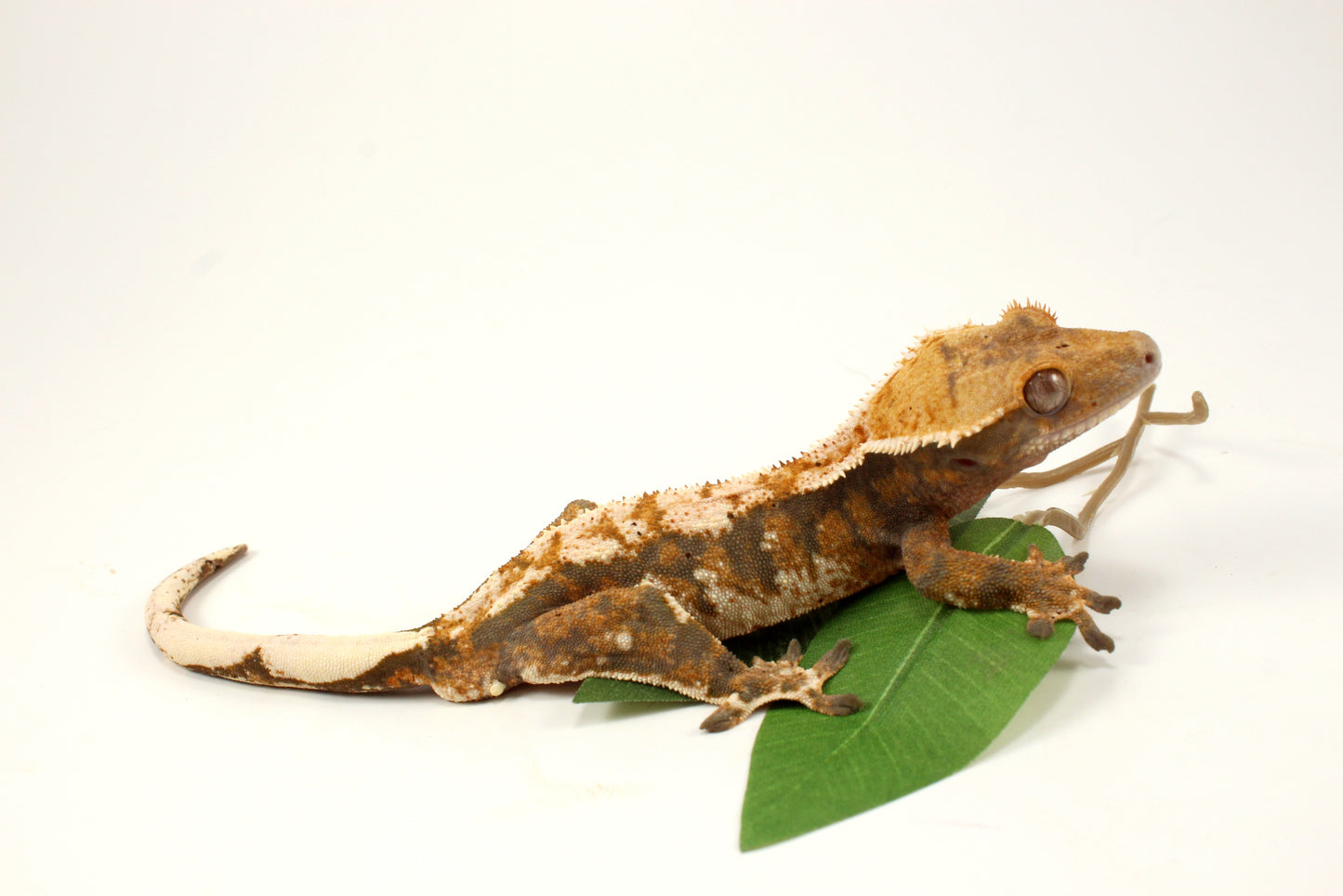 Extreme Tricolor Harlequin Crested Gecko