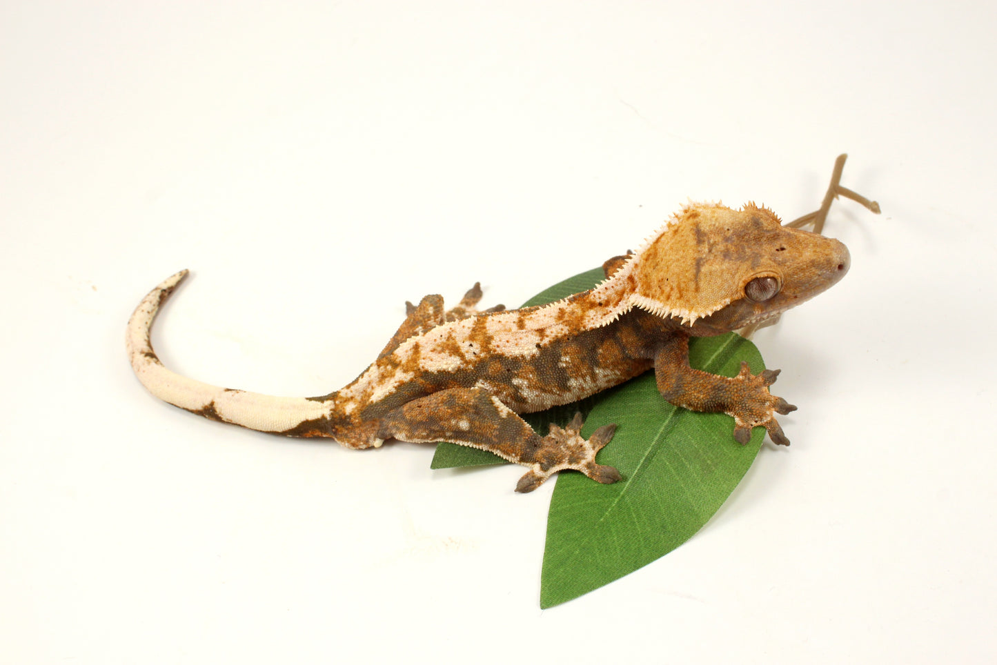 Extreme Tricolor Harlequin Crested Gecko