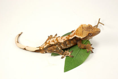 Extreme Tricolor Harlequin Crested Gecko
