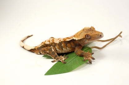 Extreme Tricolor Harlequin Crested Gecko