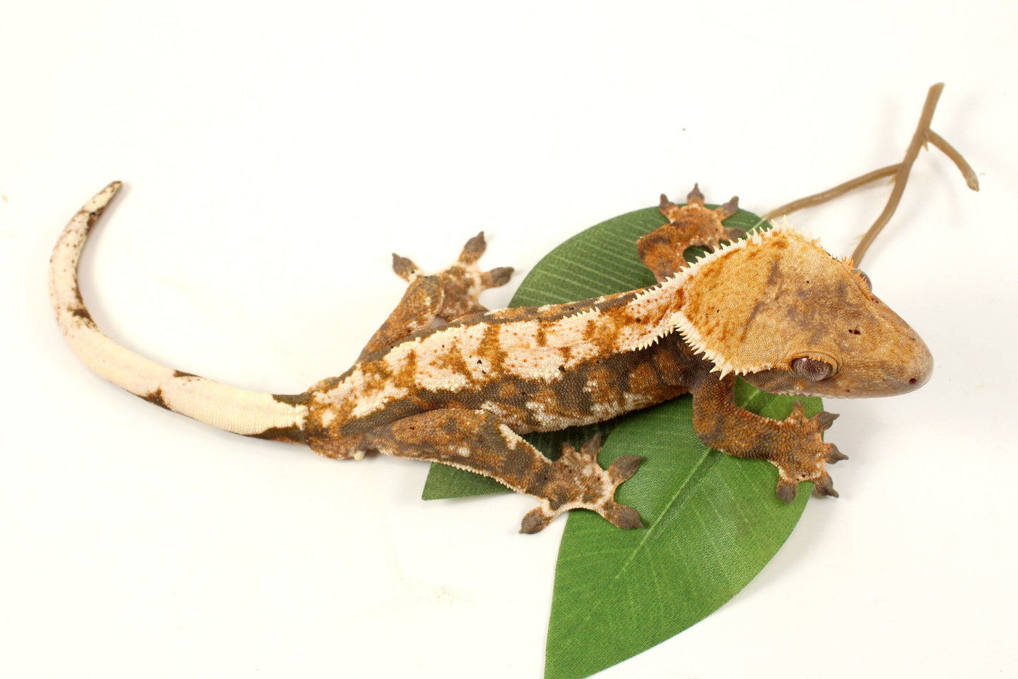Extreme Tricolor Harlequin Crested Gecko
