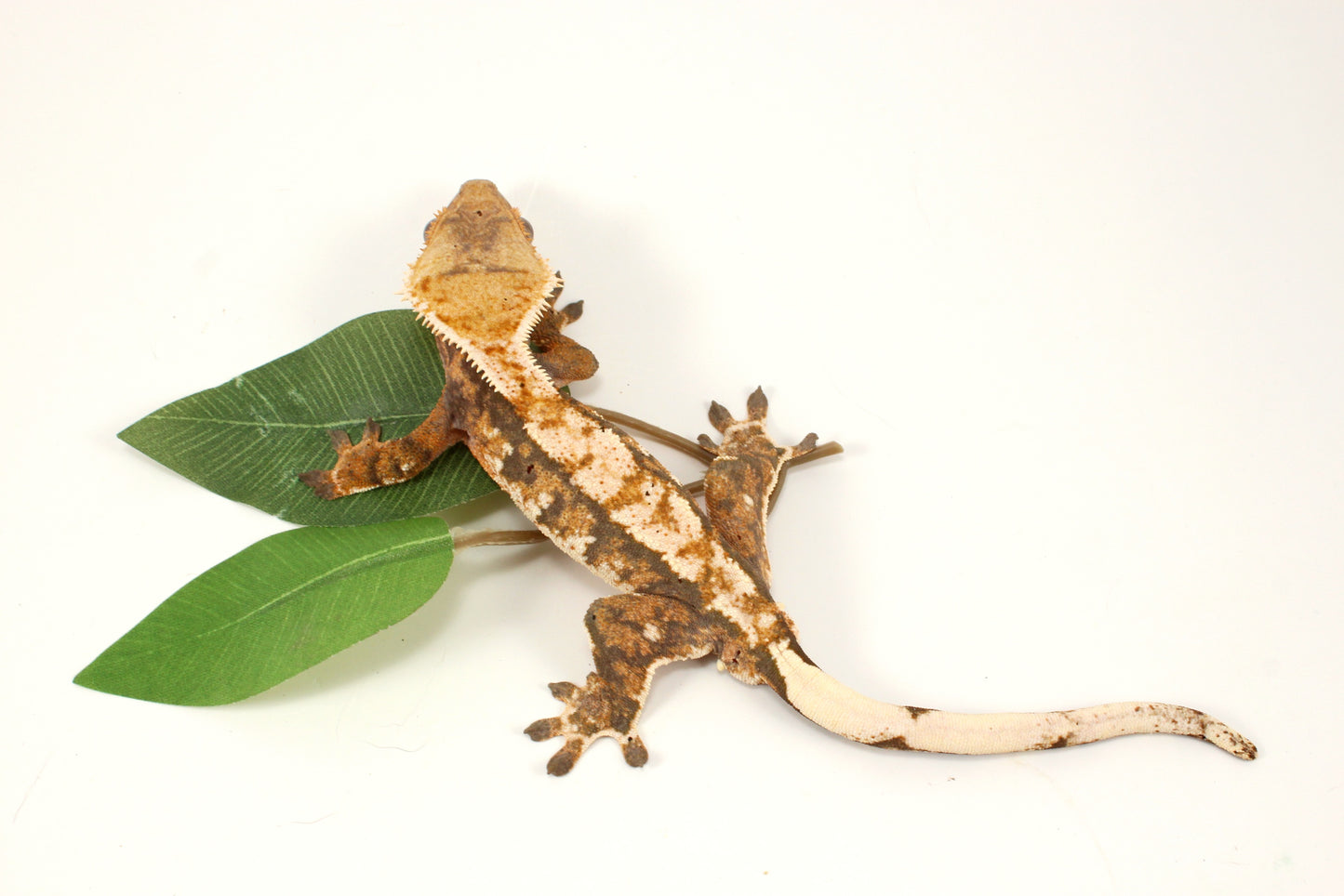 Extreme Tricolor Harlequin Crested Gecko