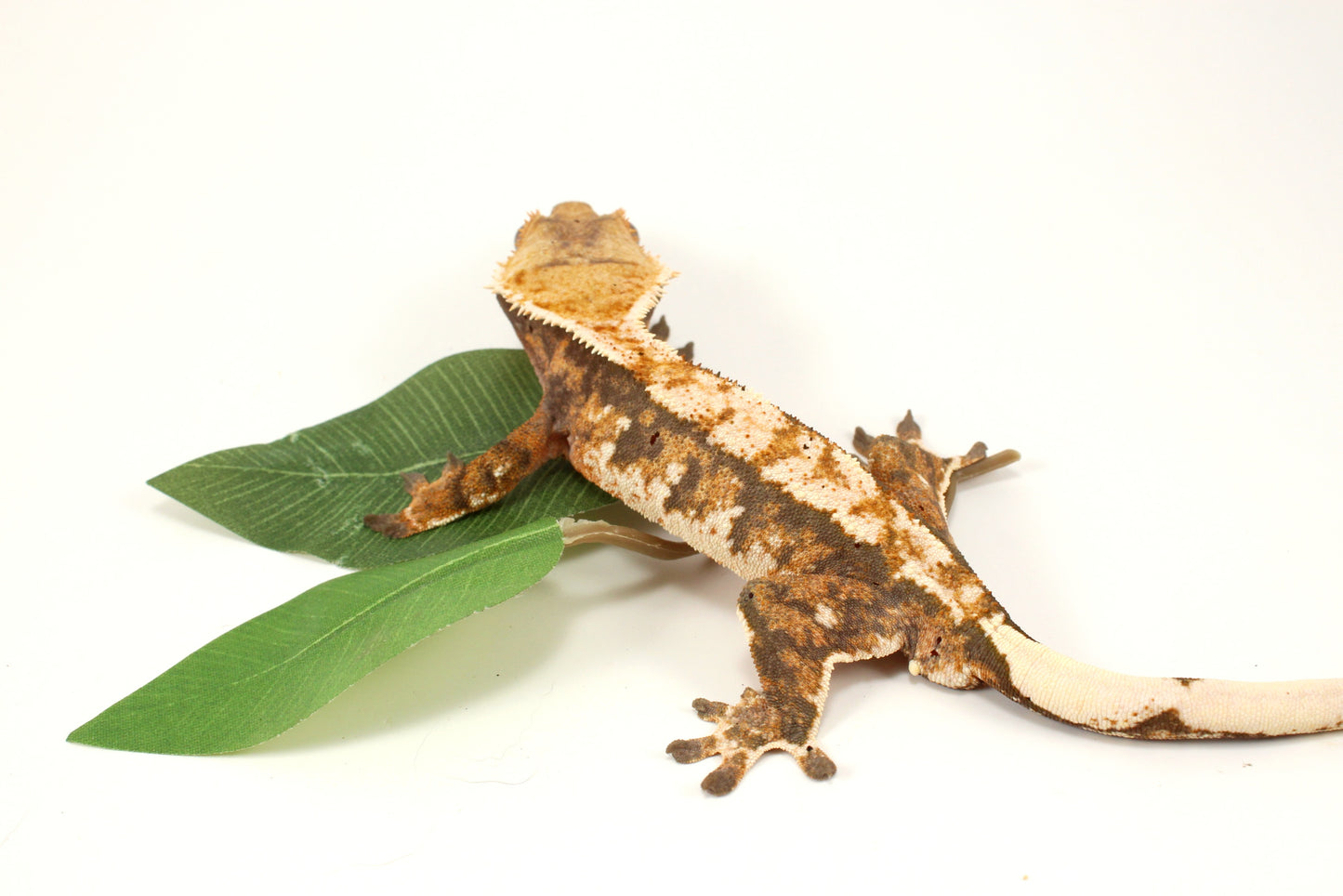 Extreme Tricolor Harlequin Crested Gecko