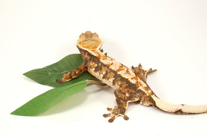Extreme Tricolor Harlequin Crested Gecko