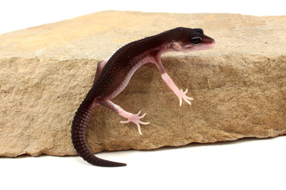 Black Night Black Pearl Charcoal Super Snow Leopard Gecko
