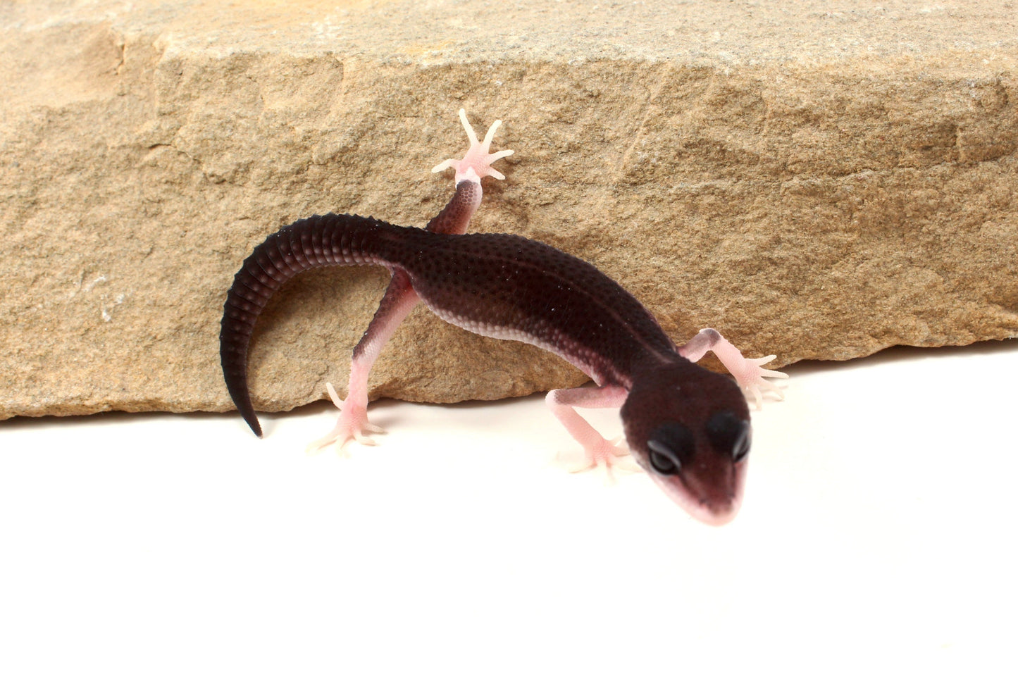 Black Night Black Pearl Charcoal Super Snow Leopard Gecko
