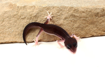 Black Night Black Pearl Charcoal Super Snow Leopard Gecko