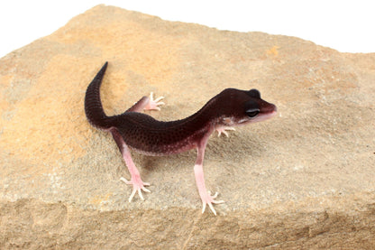 Black Night Black Pearl Charcoal Super Snow Leopard Gecko