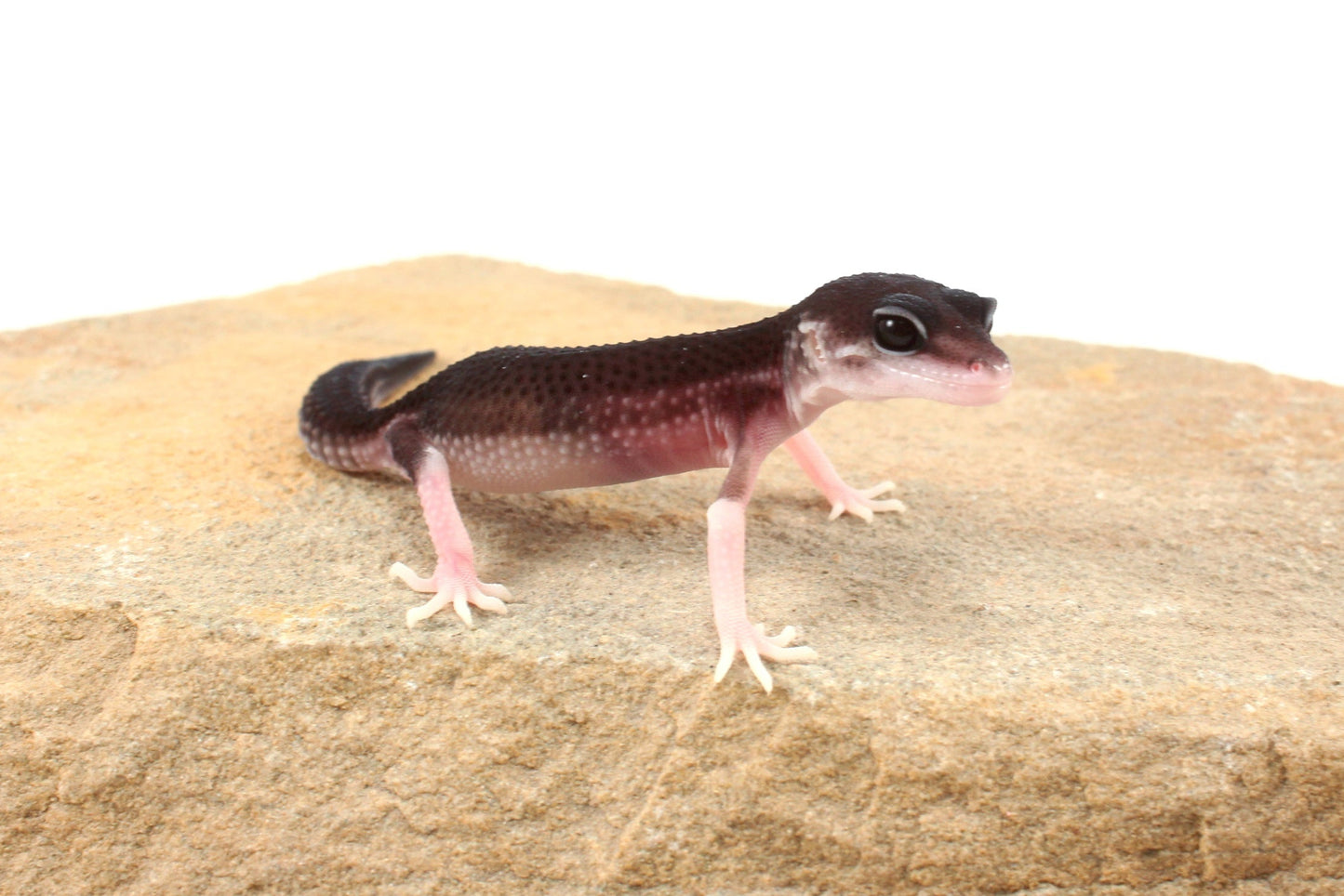 Black Night Black Pearl Charcoal Super Snow Leopard Gecko