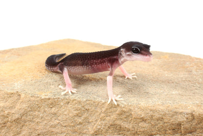 Black Night Black Pearl Charcoal Super Snow Leopard Gecko