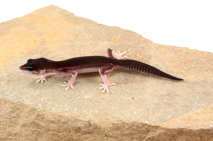 Black Night Black Pearl Charcoal Super Snow Leopard Gecko