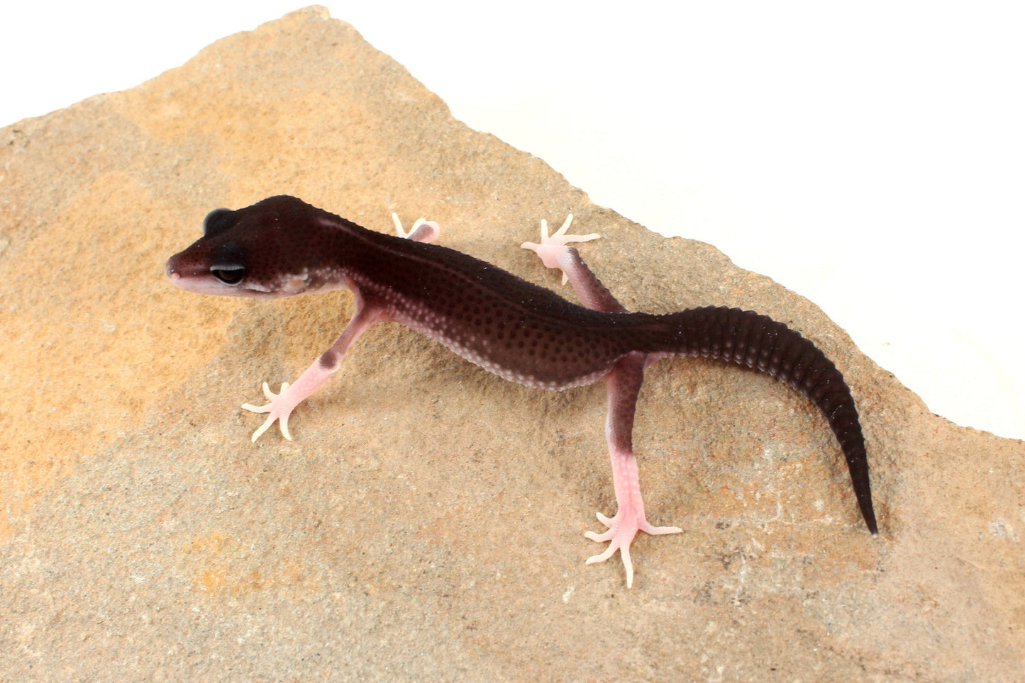 Black Night Black Pearl Charcoal Super Snow Leopard Gecko