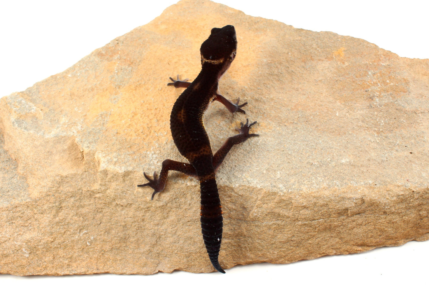 Black Night Leopard Gecko
