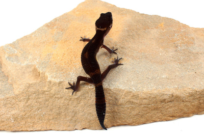 Black Night Leopard Gecko